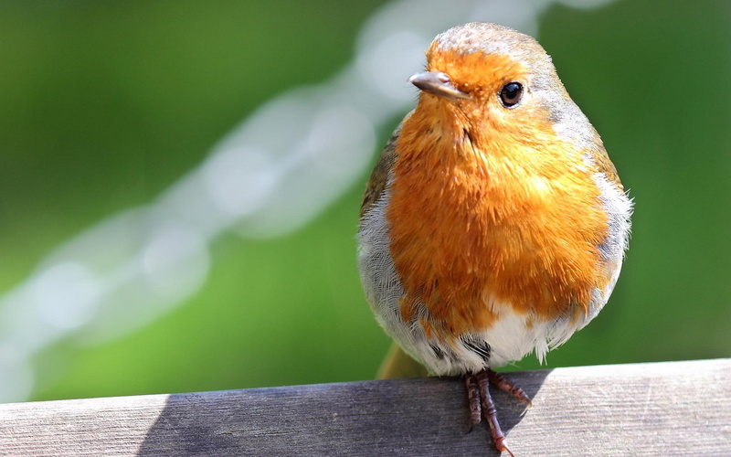 outdoors, orange color, focus on foreground, nature, day, full length, animal themes, one animal, bird  full size, sunlight, animals in the wild, bird