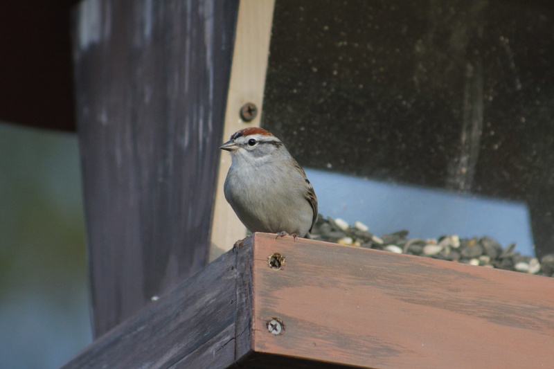animal, perching, animals in the wild, vertebrate, bird feeder, wildlife, robin, railing, close-up, outdoors, selective focus, birdhouse, wood - material