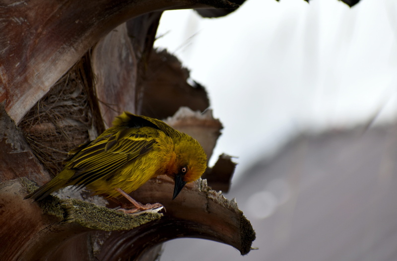 vertebrate, bird, wood - material, branch, one animal, animal themes, selective focus, animal wildlife, no people, weaver, perching, robin, colorful, 5K