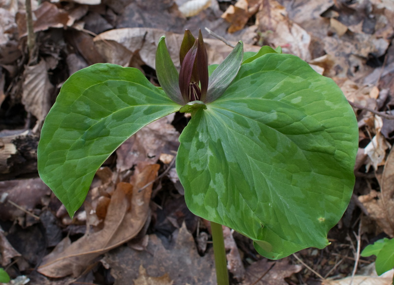 beauty in nature, flower, mottled, freshness, bloom, outdoors, 2K, fragility, day, green color, forest, foliage, leaf, woods, trillium recurvatum, field