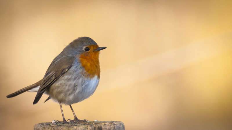 wood - material, robin, looking, copy space, wooden, vertebrate, nature, animal themes, animals in the wild, day, bird, side view, one animal, brown, animal