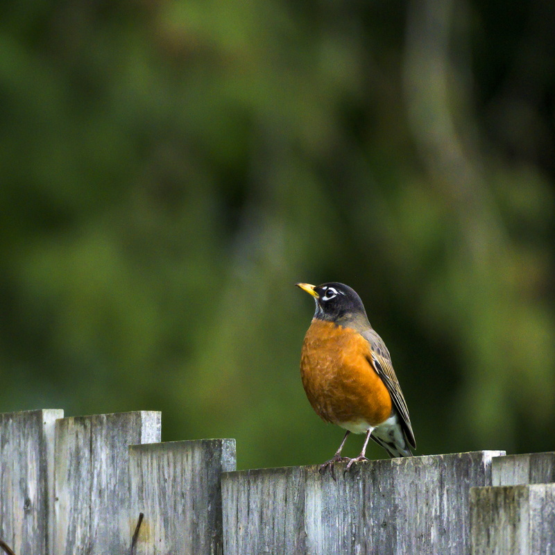 full length, 2K, nature, close-up, boundary, wooden post, barrier, fence, animal, outdoors, nikon, day, focus on foreground, animal wildlife, animal themes