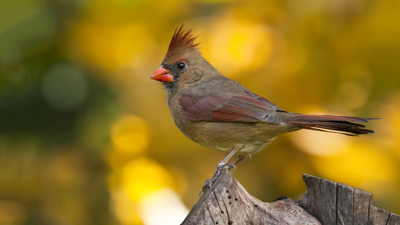 full length, perching, nature, bird, robin, vertebrate, animal themes, no people, one animal, animals in the wild, outdoors, focus on foreground, wood - material