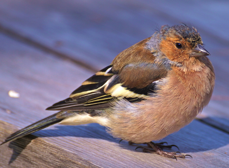 beautiful, 4K, blue, close, songbird, curious, focus, robin, animals in the wild, close-up, beak, photography, feather, outdoors, one Animal, animal, wood - material
