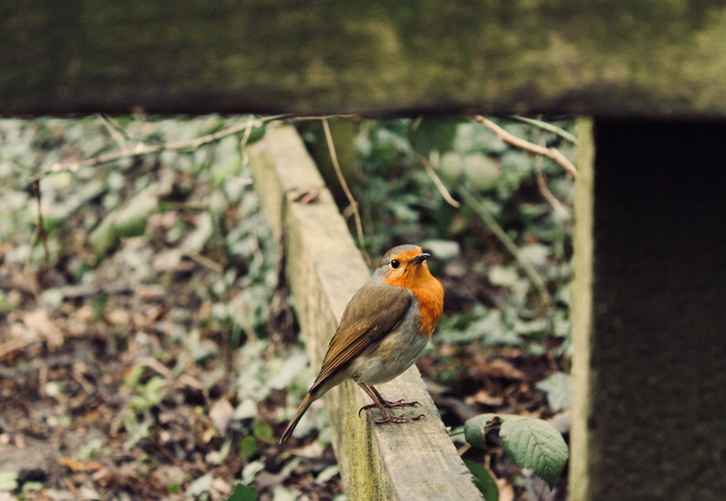 outdoors, vegetation, focus, 4K, wood, day, close-up, animal wildlife, background, vertebrate, perching, animals in the wild, plant, canary, animal themes