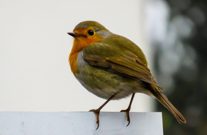 beautiful, no people, beak, garden bird, one animal, wood - material, songbird, side view, curiosity, close-up, foraging, full length, animal, looking away