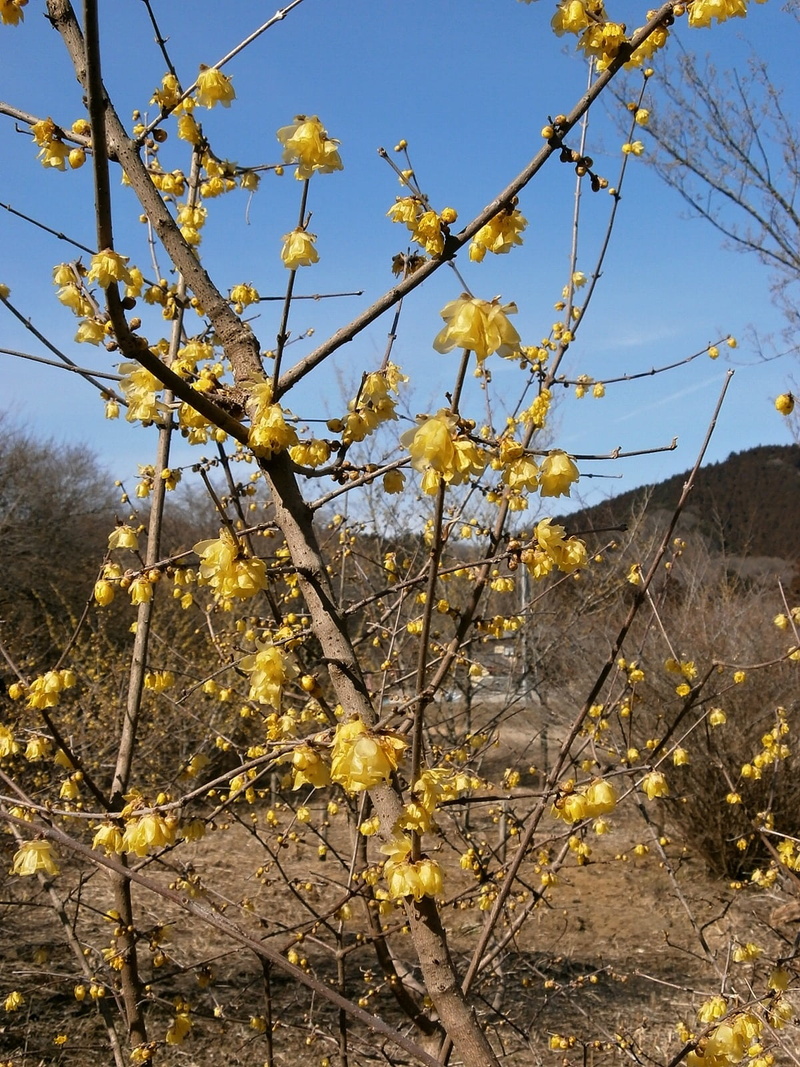 plum, flower, blossom, sky, branch, no people, vulnerability, robin, beauty in nature, yellow, fragility, tree, land, freshness, day, nature, flowers, flowering plant