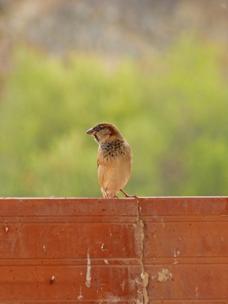 background, day, no people, bird, nature, perching, focus on foreground, barrier, outdoors, fence, boundary, sparrow, mouth open, animals in the wild, animal