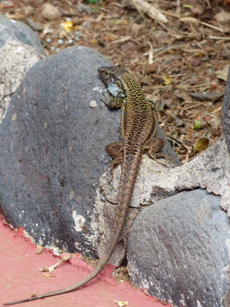 reptile, mammal, gallotia, Canaries, no people, family, animal, solid, squirrel, focus on foreground, canaries lizard, gallotia galloti, Rest, rodent, Sun