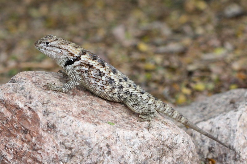 reptile, animals in the wild, side view, wildlife, animal themes, rock, 1080P, desert, scales, spiny lizard, one animal, nature, close-up, wilderness
