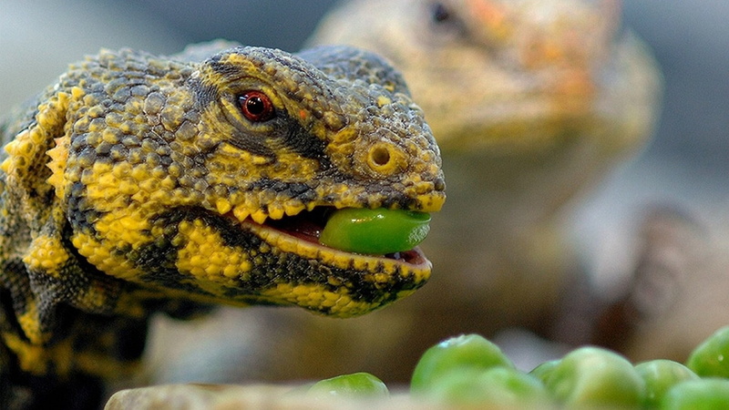 1080P, lizards