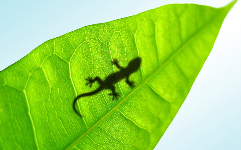 insect, zoology, animal, animal themes, day, directly below, plant, animals in the wild, leaves, close-up, illustration, animal leg, nature, green, fish