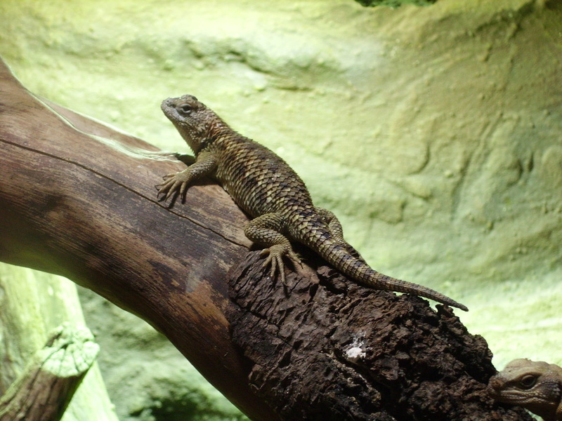 spiny, animal themes, reptile, animal, zoo, 1080P, bearded dragon, tree, outdoors, wood - material, animal wildlife, close-up, animals in captivity, focus on foreground