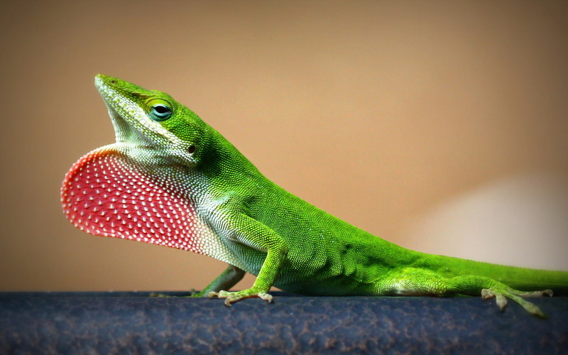 young, lizard, 1080P, green