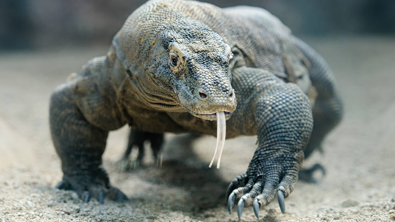 Komodo Dragon, Wildlife, Reptiles, Reptile, 1080P