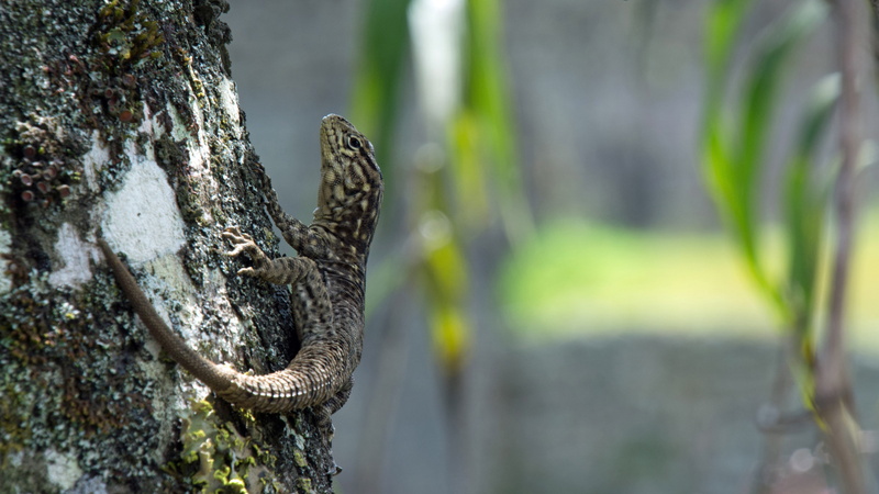 5K, lizards, nature
