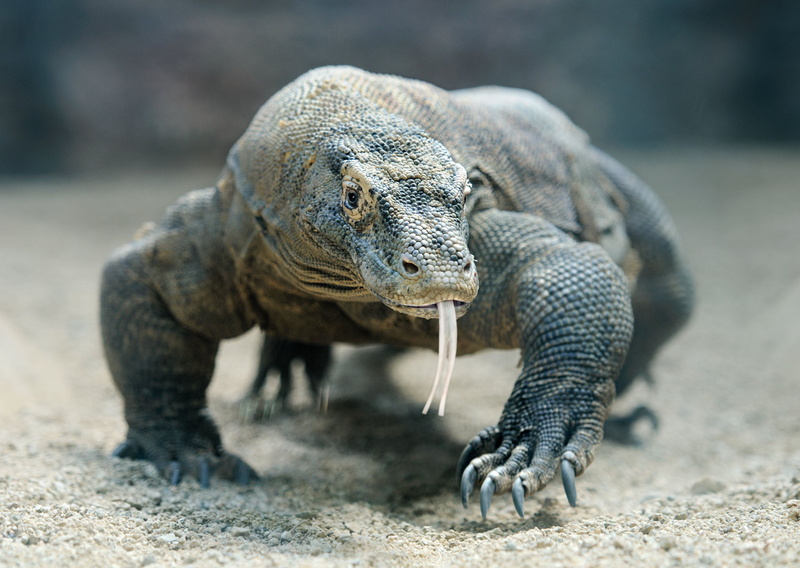 lizard, reptil, komodo, 4K