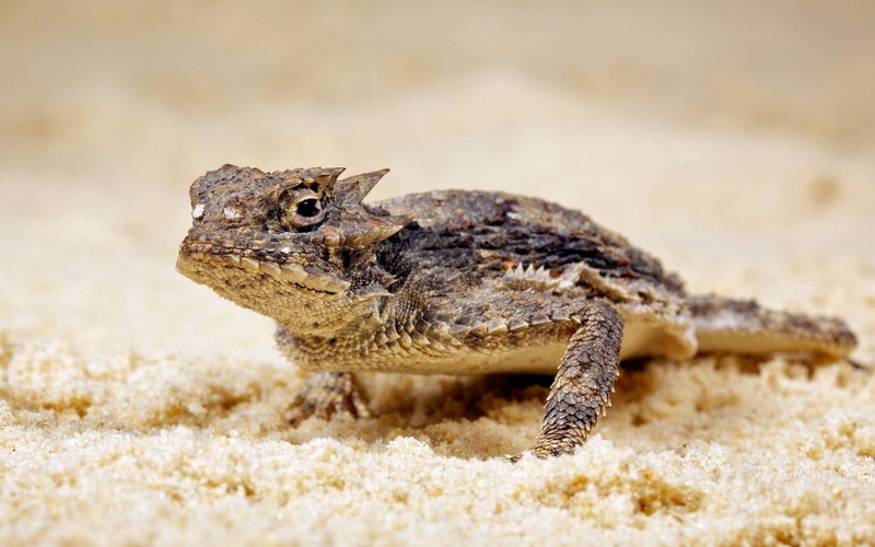 sand, lizard, 720P