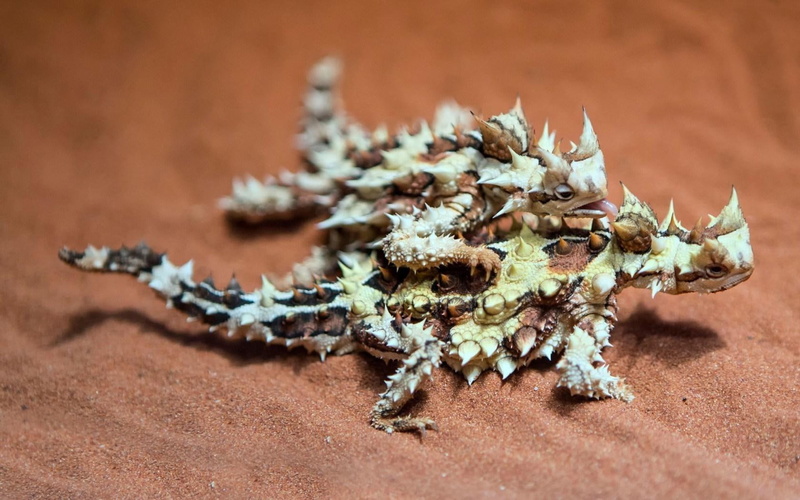 720P, lizards, sand, thorny, dragon, australian