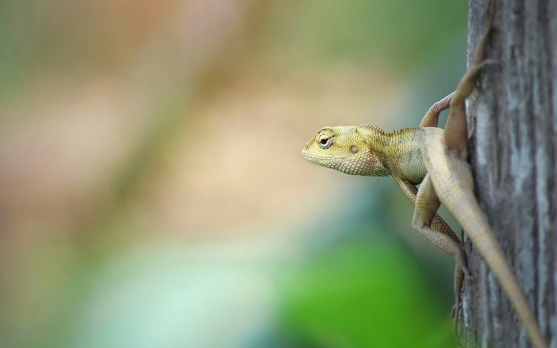 close-up, reptiles, profile view, selective focus, animal wildlife, one animal, animals in the wild, nature, animal themes, lizard, plant, 1080P, focus on foreground