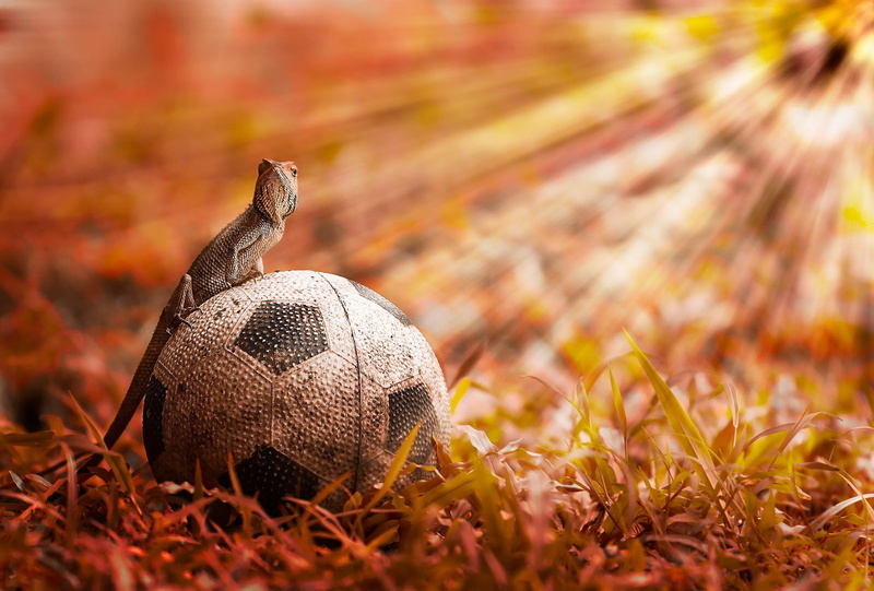 reptiles, lizards, animals, ball, 1080P