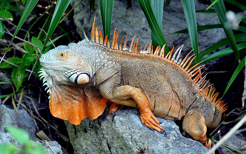 2K, green, stone, iguana, lizard