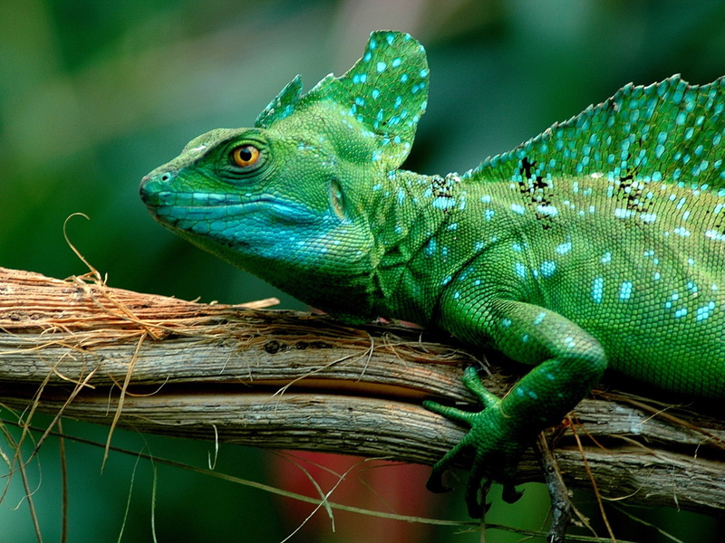 Green, Chameleon, 1080P, Lizard