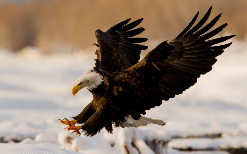 animals, ultra hd, bird, 4k wallpapaers, eagle, 1920x1200, hd, 1080P