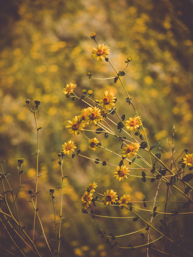 vulnerability, forest, growth, trails, vinicius, outdoors, field, flowering plant, focus on foreground, nature, poços de caldas, no people, selective focus