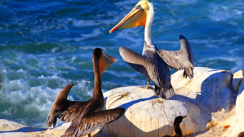 4k wallpapaers, bird, 2560x1440 .Animals, 2K, Pelican, Rock