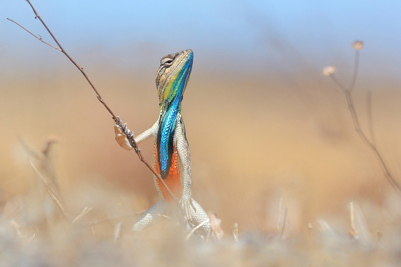 Anup Deodhar, growth, vertebrate, depth of field, 1080P, plant, reptile, grass, selective focus, animal themes, branch, animal, animal wildlife, lizards