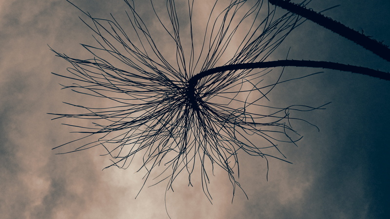 wallpapaer, tree, bird, sky, vegetation, invertebrate, outdoors, india, pattern, hometown, tranquility, close-up, agaric, silhouette, spider, plant, bush