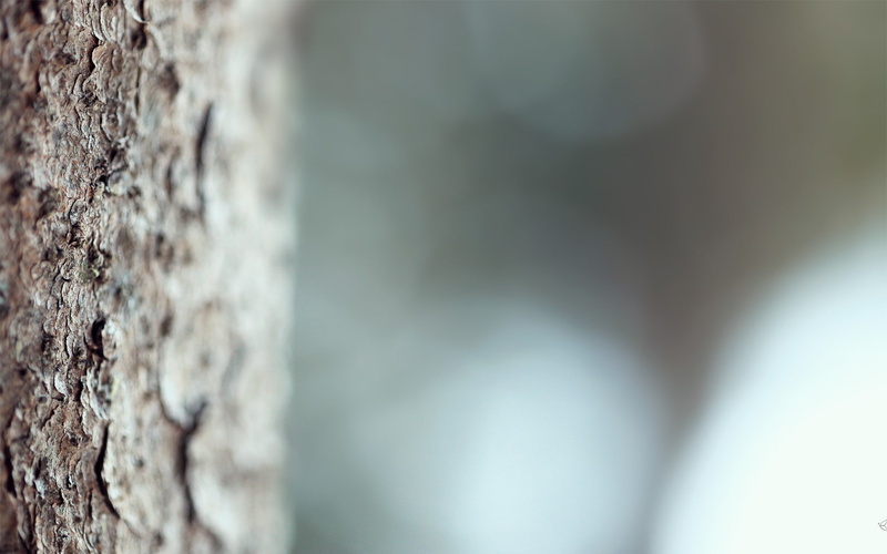 tree trunk, textured, rough, day, bokeh, extreme close-up, wall - building feature, plant, abstract backgrounds, tree, pattern, bark, plant bark, focus on foreground
