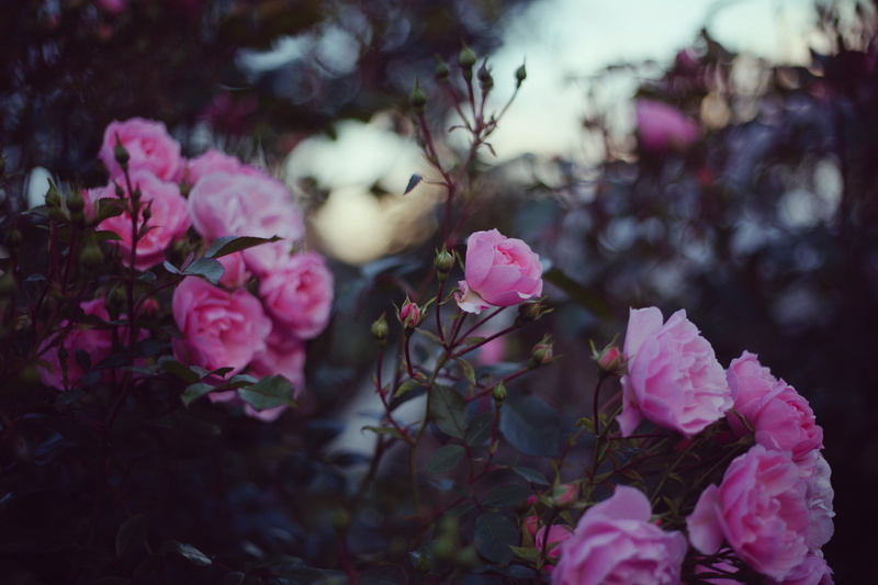 plants, closeup, flowers, 5K, blurred, nature