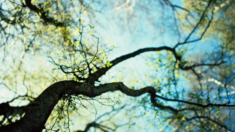 worms eye view, nature, trees, 1080P, depth of field, twigs