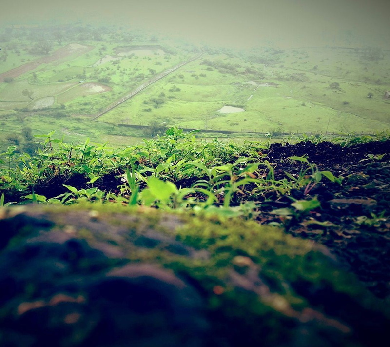 depth of field, plants, landscape, 480P, worms eye view, field, nature