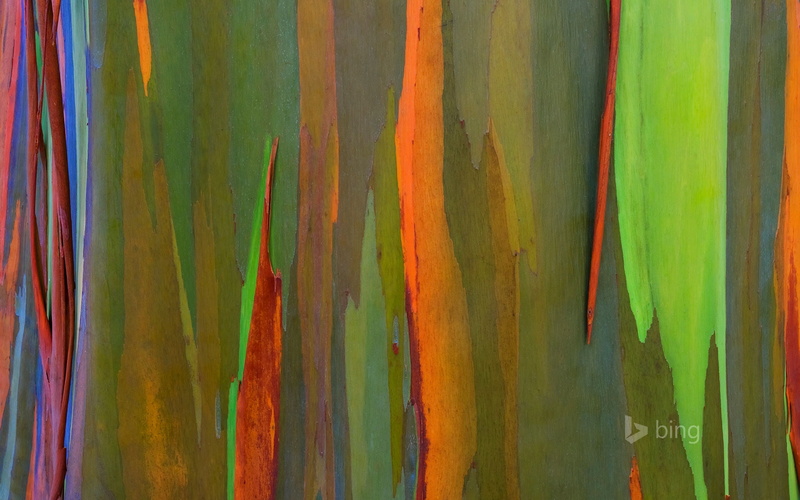 nature, rainbow eucalyptus, Hawaii, bark, color, Maui, 1080P, tree