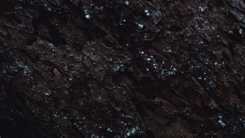 moss, tree bark, 4K