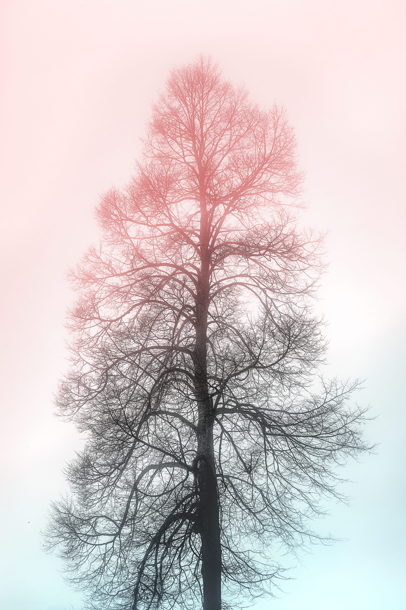 no people, sky, silhouette, tree branches, tranquil scene, clear sky, outdoors, nature, trunk, beauty in nature, plant, branch, tree trunk, low angle view