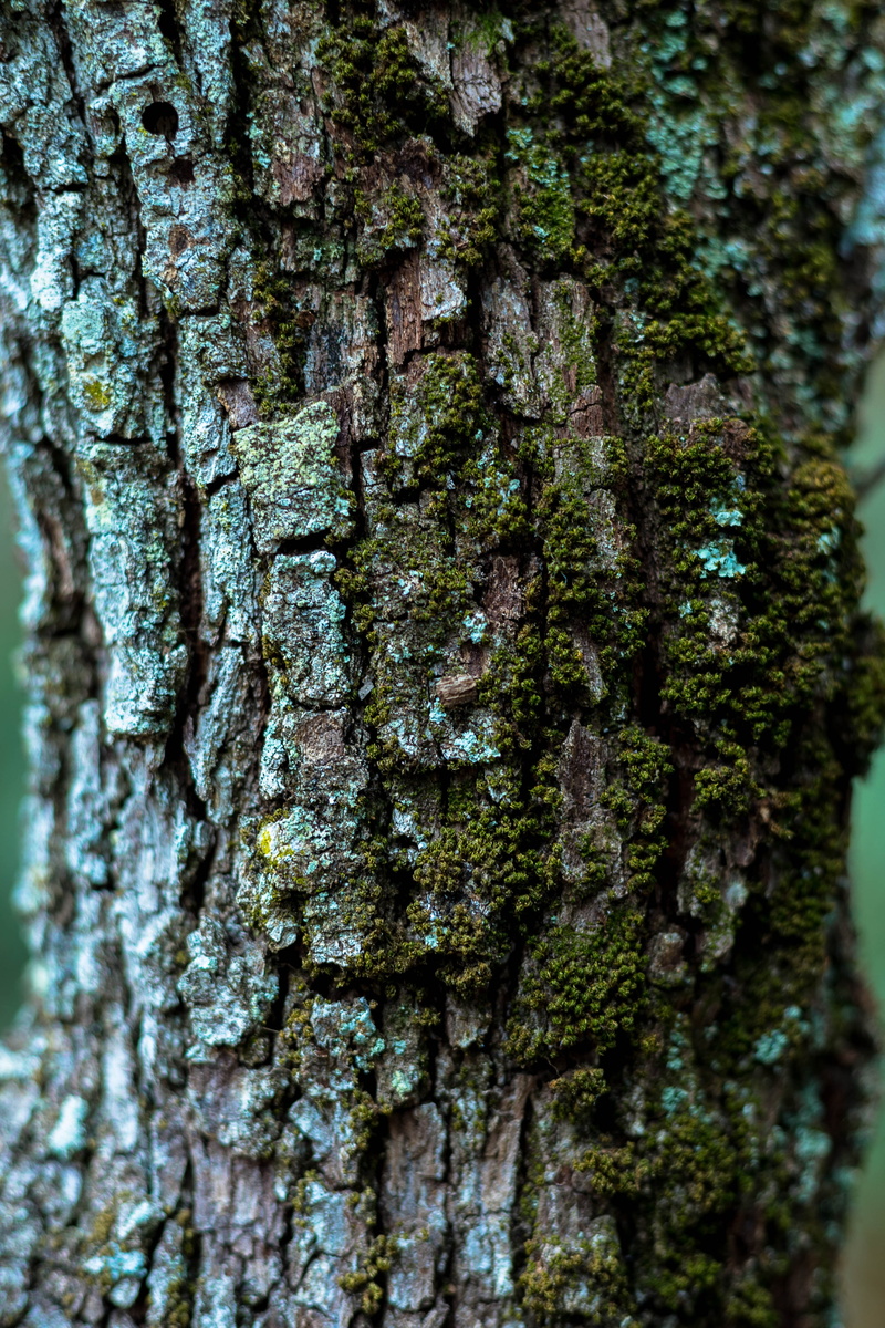 outdoors, pattern, no people, moss, natural pattern, growth, plant bark, textured effect, bark, day, close-up, tree, lichen, full frame, backgrounds, brown