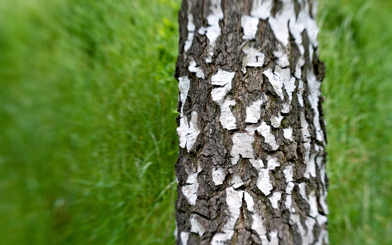 hd, blur, nature, motion, tree, bark, 2K, trunk