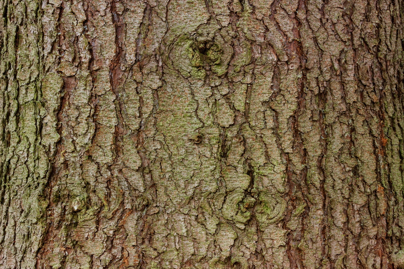 full frame, close-up, pattern, log, natural pattern, brown, wood - material, grain, no people, bark, trunk, backgrounds, growth, wood, outdoors, surface