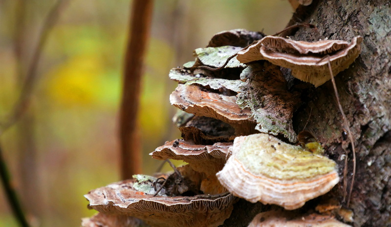beauty in nature, growth, no people, toadstool, 2K, fungi mushroom, food, bark, mushroom fungi, wood decay, fallen, food and drink, day, tree trunk, plant
