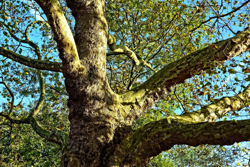 tree canopy, no people, foliage, giant tree, bark, thick trunk, beauty in nature, day, tree trunk, growth, old tree, land, sky, plant part, plant, trunk