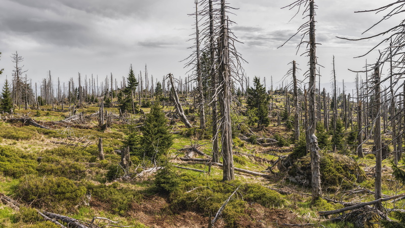 beetles, 8K, bavarian, bark, trees, forest