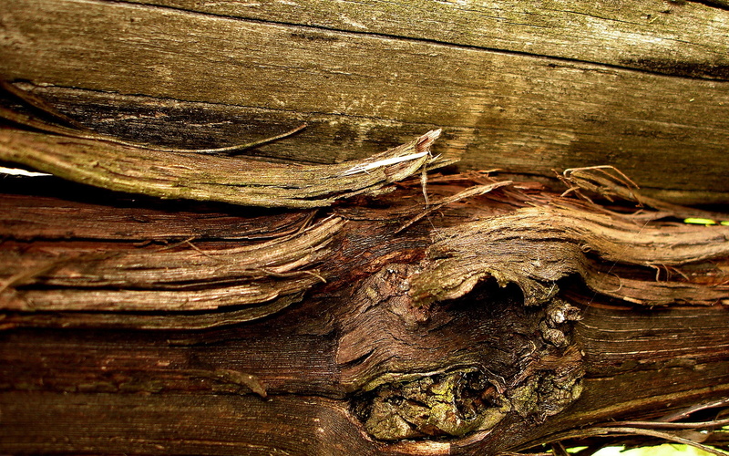 1080P, bark, wood