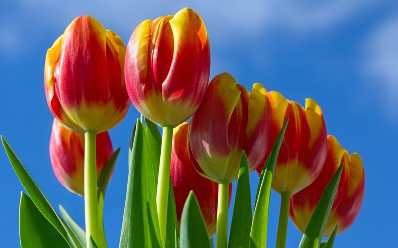 1080P, Yellow, close, Petals, Tulips, Red