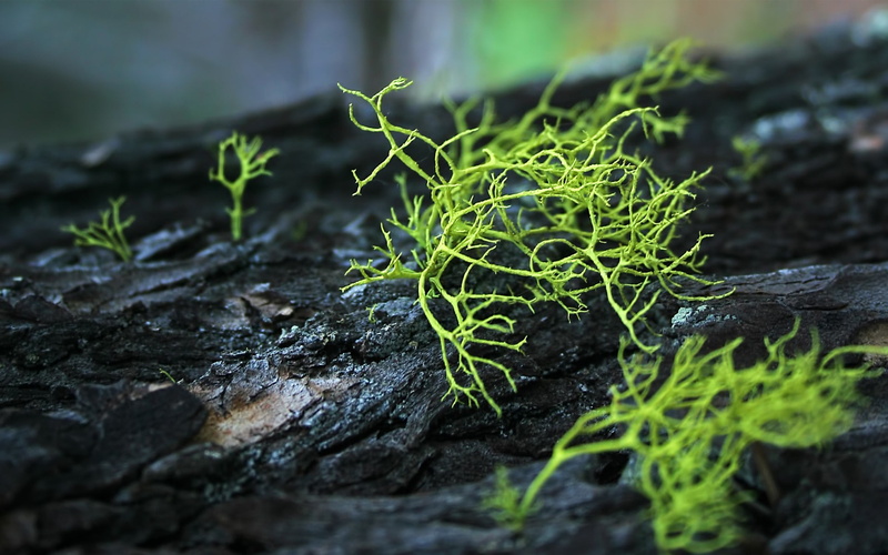 plant, macro, green, 1080P, moss, nature, bark, hd