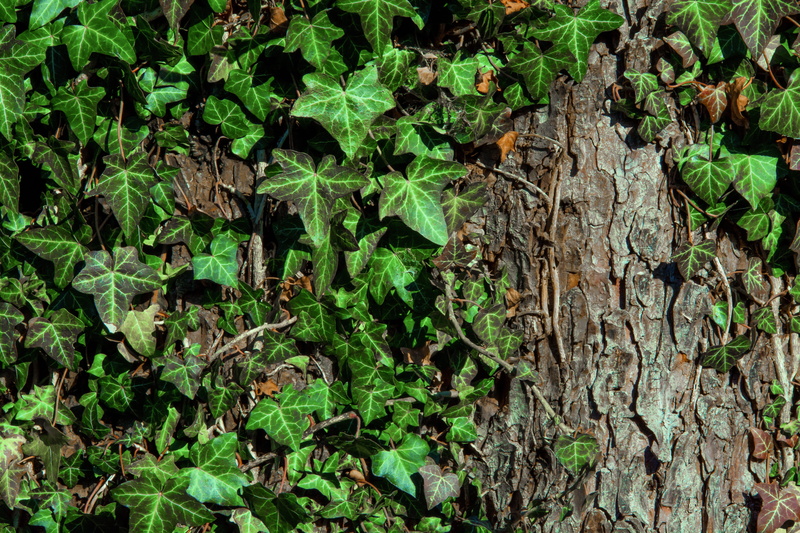 day, tree trunk, trunk, tree, outdoors, bark, green color, nature, no people, growth, 5K, beauty in nature, background, land, forest, field
