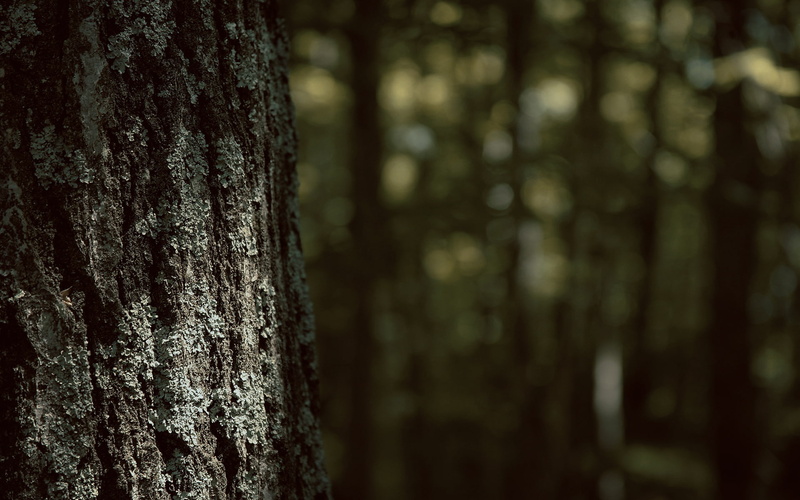 textured, nature, tree trunk, natural condition, bark, 1080P, tranquility, day, growth, forest, close-up, plant, trunk, focus on foreground, woodland